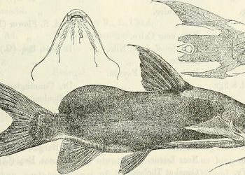 The Indistinct History of 420