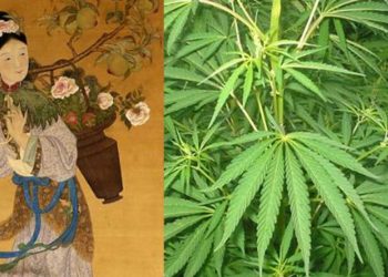 The Ancient History of Marijuana