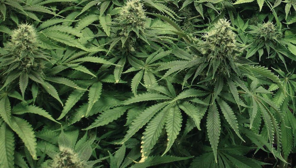 A Complete Guide for the Beginners, Interested in Growing Weeds Legally