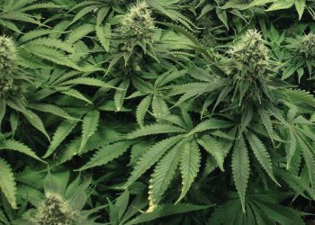 A Complete Guide for the Beginners, Interested in Growing Weeds Legally