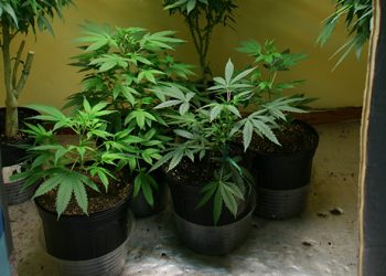 Go through Some Expert Advice for Nurturing Auto-Flowering Strain Seeds