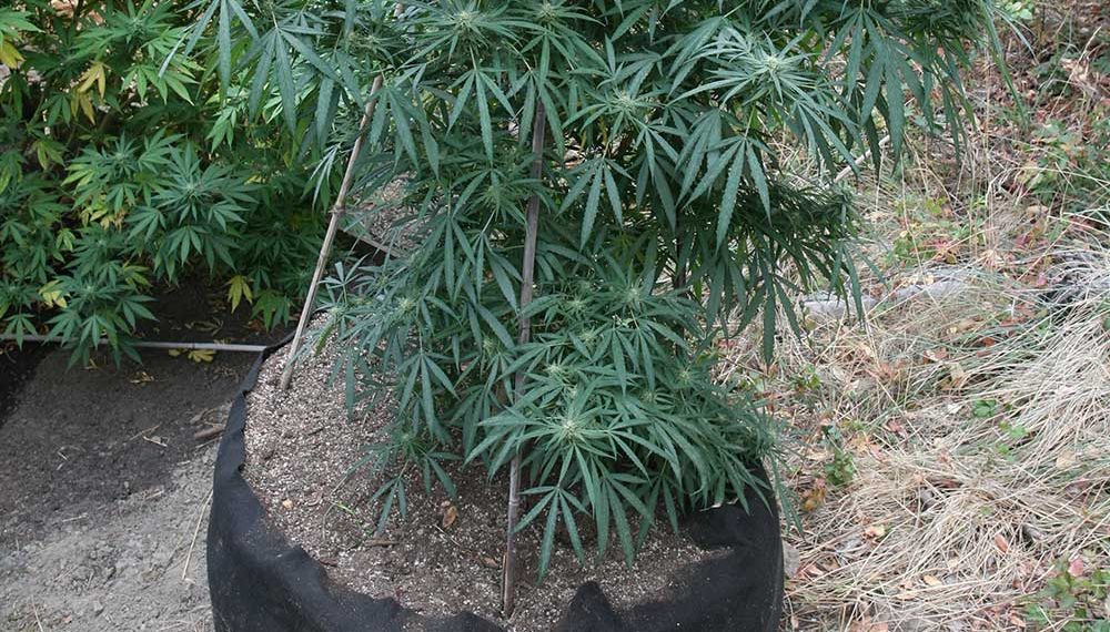 Tips from Experts on Making Hash, Trellising, and More, Useful for Cannabis Harvesters