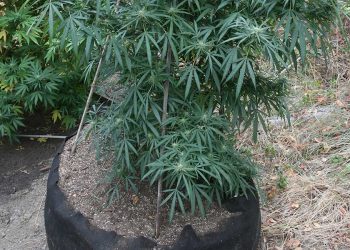 Tips from Experts on Making Hash, Trellising, and More, Useful for Cannabis Harvesters