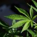 How to Recognize and Cut through the Confusion of Fake News Hurting the Cannabis Society?