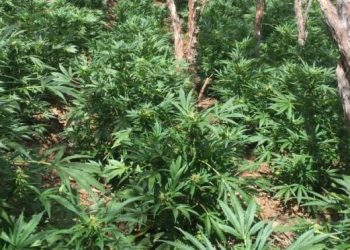 News of Chainz Going Head-to-Head with Nancy Grace over Pot Legalization Doing Round on Social Media