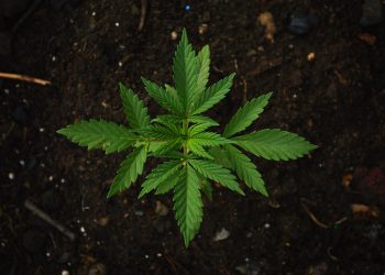 How Cannabis May Improve Gut Health