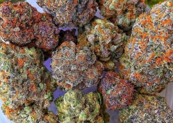 What is dank Marijuana? Everything you Need to Know!