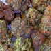 What is dank Marijuana? Everything you Need to Know!
