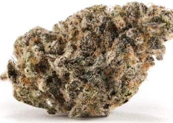 What is Reggie Weed and Does It Get You High? Know Everything!