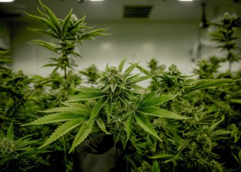 Is Green Weed or Brown Weed good?