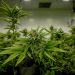 Is Green Weed or Brown Weed good?