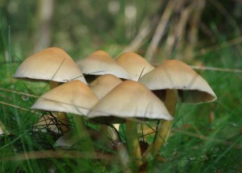 Amazing Benefits of Magic Mushrooms