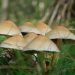 Amazing Benefits of Magic Mushrooms