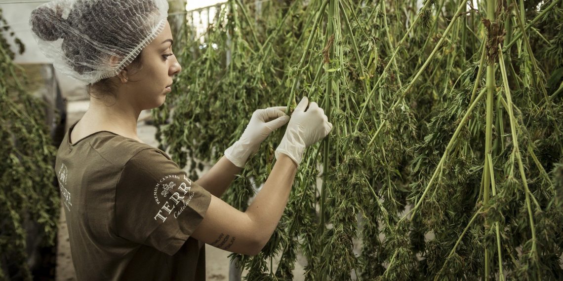 Top 5 High CBD Strains You Should Know