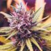 The 5 Ways Technology Has Changed The Cannabis Industry
