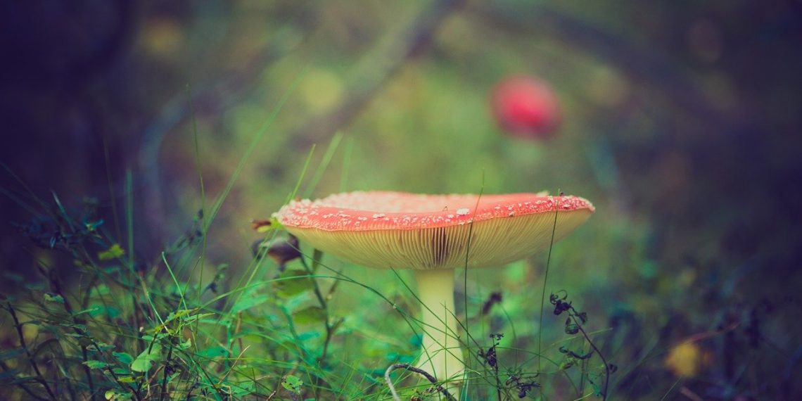 How Magic Mushrooms Helps To Maintain Good Health