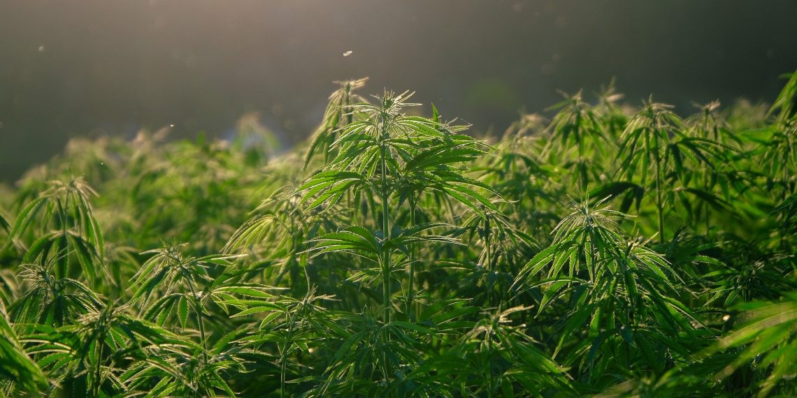 Growing Auto-Flowers Like A Pro: A Full Guide