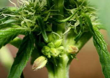 Are Seeds from a Hermie Plant Feminized?