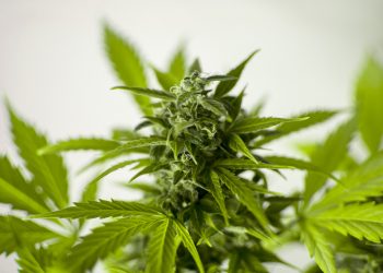 How To Find Best Marijuana Seeds for Sale