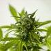 How To Find Best Marijuana Seeds for Sale