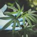 How CBD Relieves Pain