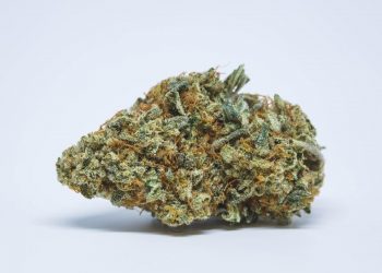 5 Best Exotic Weed Cannabis Strains of 2021