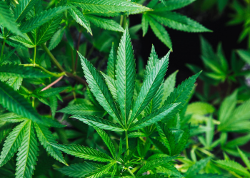 9 Common Misconceptions About CBD