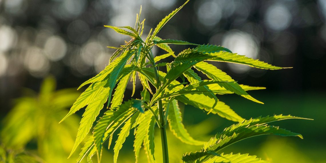 A Beginners Guide To CBD Flower Cherry Wine: Benefits, Uses, And Side Effects