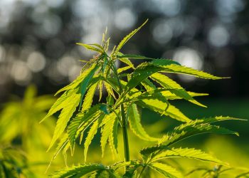 A Beginners Guide To CBD Flower Cherry Wine: Benefits, Uses, And Side Effects