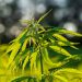 A Beginners Guide To CBD Flower Cherry Wine: Benefits, Uses, And Side Effects