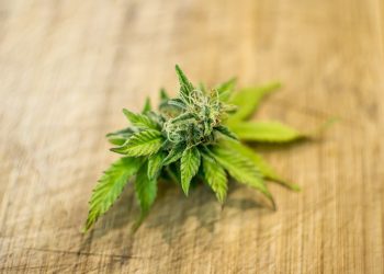 A Short Guide to Marijuana Edibles