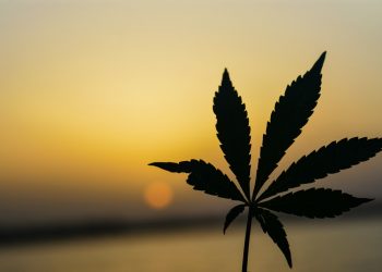 Marijuana 101- Must Have Accessories For Beginners