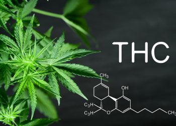 What Happens When You Eat 1000Mg of THC?