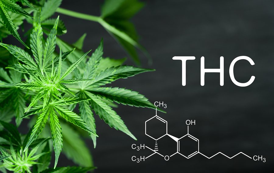 What Happens When You Eat 1000Mg of THC?