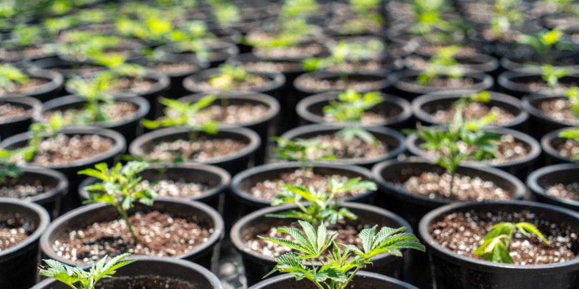 How to Find the Best Bud for Your Needs