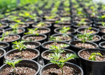 How to Find the Best Bud for Your Needs