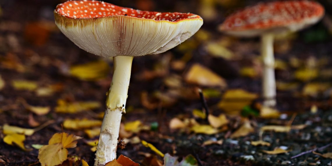 Some Interesting Facts About Magic Mushrooms That You Must Know About