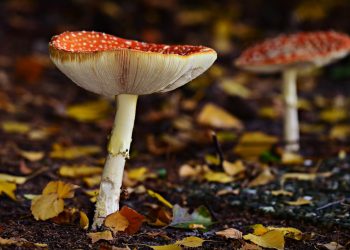 Some Interesting Facts About Magic Mushrooms That You Must Know About