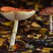 Some Interesting Facts About Magic Mushrooms That You Must Know About