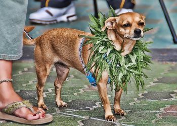 List of Weed Pet Names For Animals | Dogs