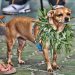 List of Weed Pet Names For Animals | Dogs