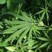 How to Harvest The Top Half of Cannabis Plant? | Detailed Guide