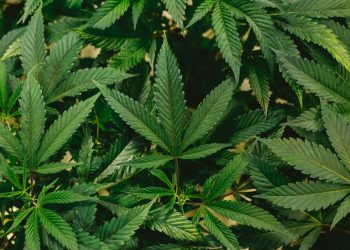 3 Uses of the Cannabis Plant