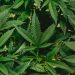 3 Uses of the Cannabis Plant