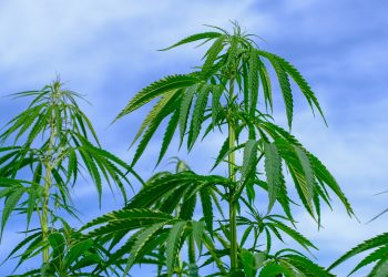 Who Are the Customers of the Cannabis Industry? Extra Tips to Industry’s Marketing.