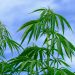 Who Are the Customers of the Cannabis Industry? Extra Tips to Industry’s Marketing.