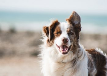 7 Ways To Reduce Your Dog’s Anxiety