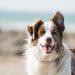 7 Ways To Reduce Your Dog’s Anxiety