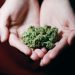 How To Save Some Coins While Buying Weed From Weed Dispensaries