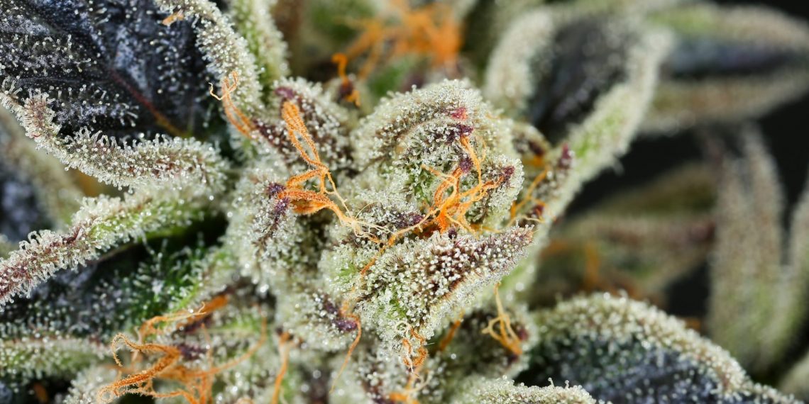 Orange Cookies Strain | Read This Before Using It